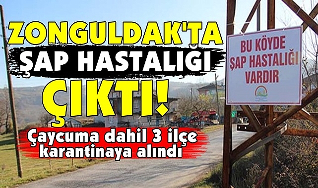 Şap hastalığı çıktı! / Çaycuma dahil 3 ilçe karantinaya alındı!