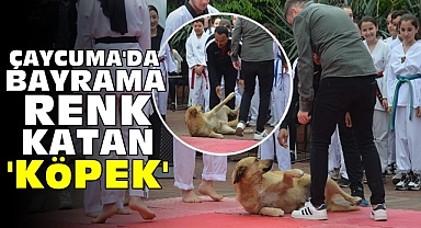 Çaycuma'da bayrama renk katan 'Köpek'