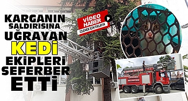 Karganın saldırısına uğrayan kedi, ekipleri seferber etti