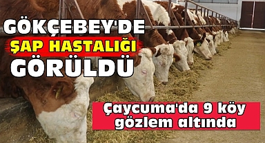 Gökçebey'de şap hastalığı görüldü / Çaycuma'da 9 köy gözlem altında