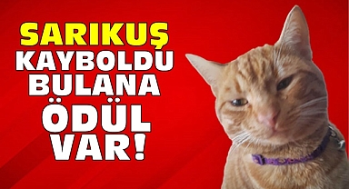 Sarıkuş kayboldu, bulana ödül var!