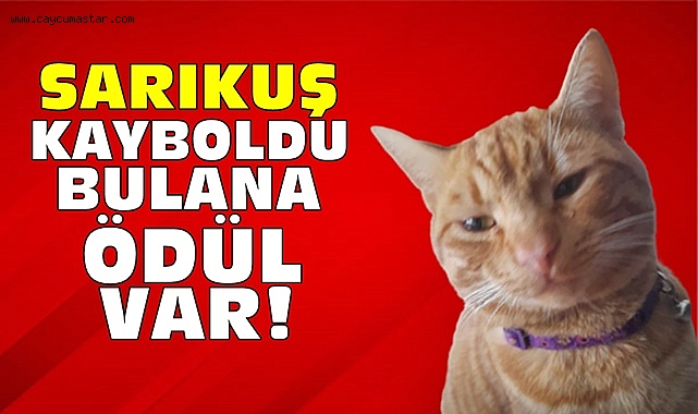 Sarıkuş kayboldu, bulana ödül var!