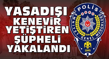 Yasadışı kenevir yetiştiren şüpheli yakalandı