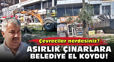 Asırlık çınarlara belediye el koydu!
