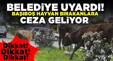 Belediye uyardı! Başıboş hayvan bırakanlara ceza geliyor!