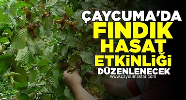 Çaycuma'da fındık hasat etkinliği düzenlecek