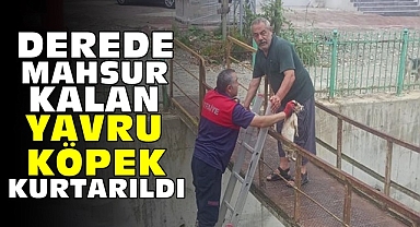 Derede mahsur kalan yavru köpek kurtarıldı