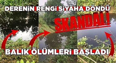 Derenin rengi siyaha döndü, balık ölümleri başladı