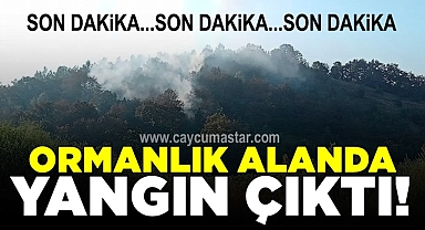 Ormanlık alanda yangın çıktı!