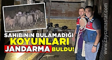 Sahibinin bulamadığı koyunları 'jandarma' buldu!