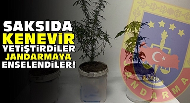 Saksıda kenevir yetiştirdiler, jandarmaya enselendiler!