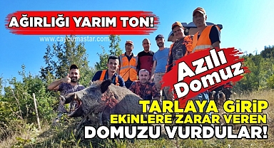 Tarlaya girip ekinlere zarar veren domuzu vurdular!