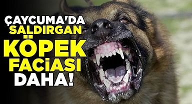 Çaycuma'da saldırgan köpek faciası daha!