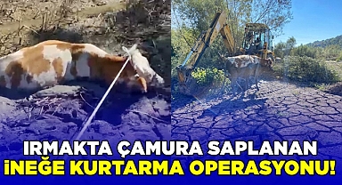 Irmakta çamura saplanan ineğe kurtarma operasyonu!