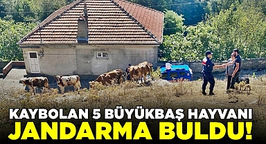 Kaybolan 5 büyükbaş hayvanı jandarma buldu!
