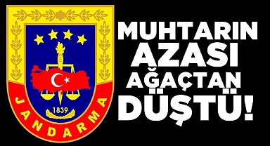 Muhtarın azası ağaçtan düştü!