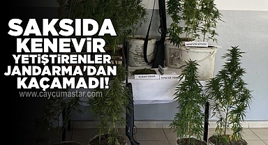Saksıda kenevir yetiştirenler jandarma'dan kaçamadı!