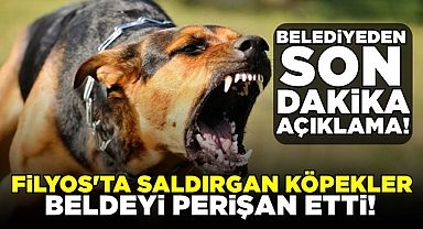 Filyos'ta saldırgan köpekler beldeyi perişan etti!