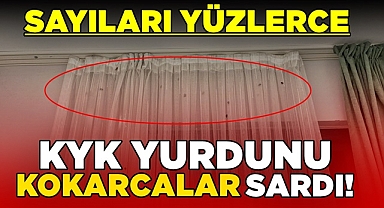 KYK yurdunu 'Kokarcalar' sardı! Sayıları yüzlerce!