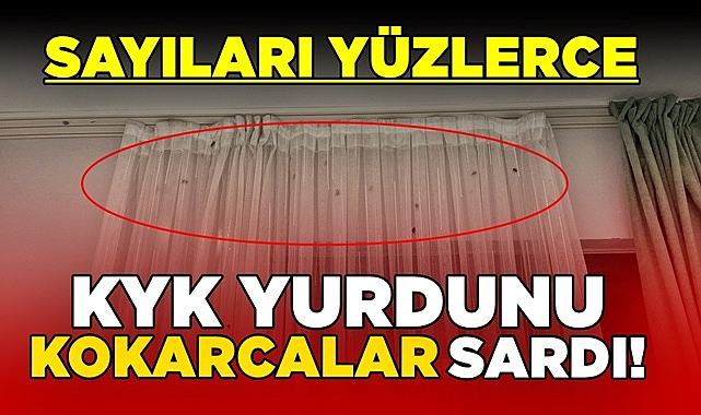 KYK yurdunu 'Kokarcalar' sardı! Sayıları yüzlerce!