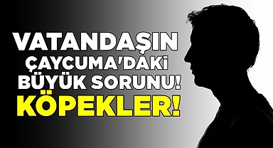 Vatandaşın Çaycuma'daki büyük sorunu! Köpekler!