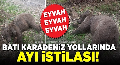 Batı Karadeniz yollarında 'Ayı' istilası!