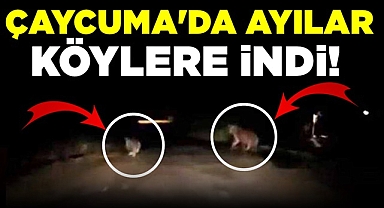 Çaycuma'da ayılar köylere indi!