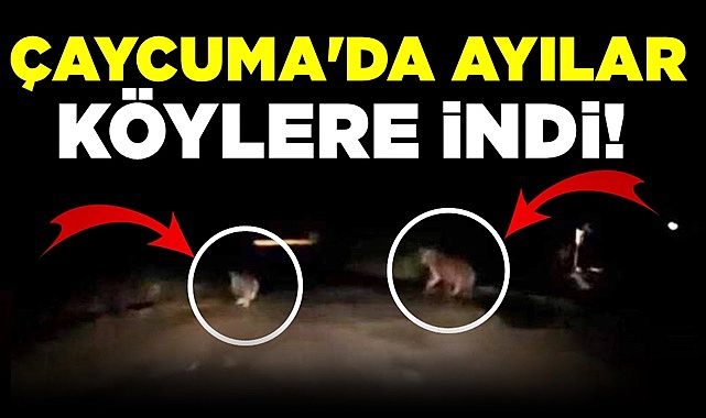Çaycuma'da ayılar köylere indi!