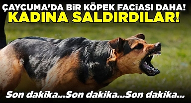 Çaycuma'da bir köpek faciası daha! Kadına saldırdılar!