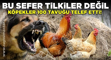 Çaycuma'da olay! / Bu sefer tilkiler değil, köpekler 100 tavuğu telef etti!