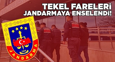 Tekel fareleri jandarmaya enselendi!