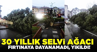 30 yıllık selvi ağacı fırtınaya dayanamadı, yıkıldı!