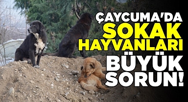 Çaycuma'da sokak hayvanları büyük sorun!