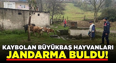 Kaybolan büyükbaş hayvanları jandarma buldu!