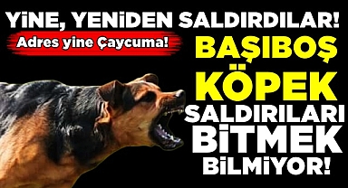 Adres yine Çaycuma! Başıboş köpek saldırıları bitmek bilmiyor!