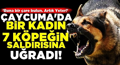 Çaycuma'da bir kadın 7 köpeğin saldırısına uğradı!