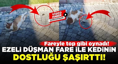 Ezeli düşman fare ile kedinin dostluğu şaşırttı!