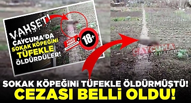 Sokak köpeğini tüfekle öldürmüştü! Cezası belli oldu!
