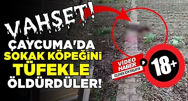 Vahşet! Çaycuma'da sokak köpeğini tüfekle öldürdüler!