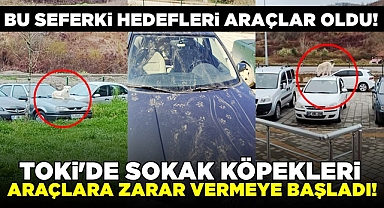 Sokak köpeklerinin bu seferki hedefleri araçlar oldu!