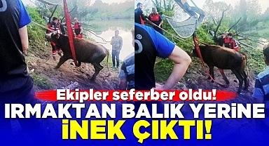Irmaktan balık yerine inek çıktı! Ekipler seferber oldu!