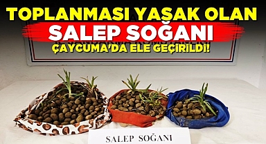Toplanması yasak olan 'Salep soğanı' Çaycuma'da ele geçirildi!