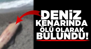 Deniz kenarında ölü olarak bulundu!