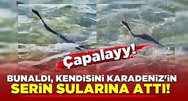 Bunaldı, kendisini Karadeniz'in serin sularına attı!