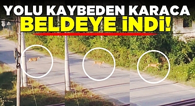 Yolu kaybeden karaca beldeye indi!