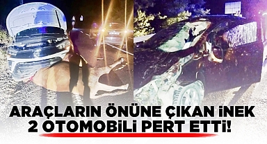 Araçların önüne çıkan inek iki otomobili pert etti!