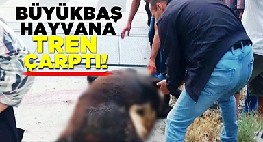 Filyos'ta talihsiz olay! Büyükbaş hayvana tren çarptı!