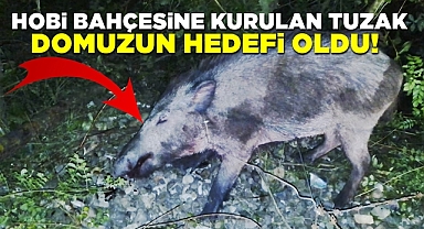 Hobi bahçesine kurulan tuzak domuzun hedefi oldu!
