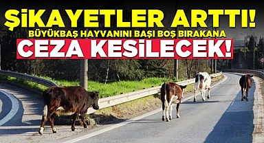 Şikayetler arttı! Büyükbaş hayvanını başı boş bırakana ceza kesilecek!