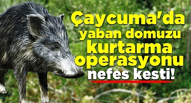 Çaycuma'da yaban domuzu kurtarma operasyonu nefes kesti!